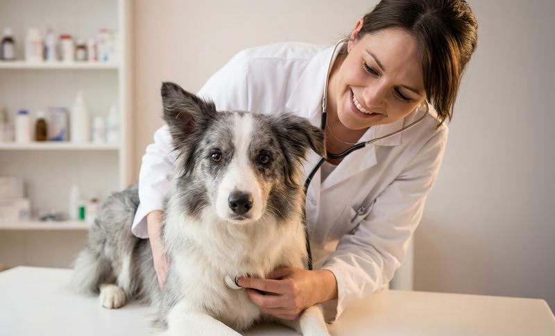 Curso de veterinaria
